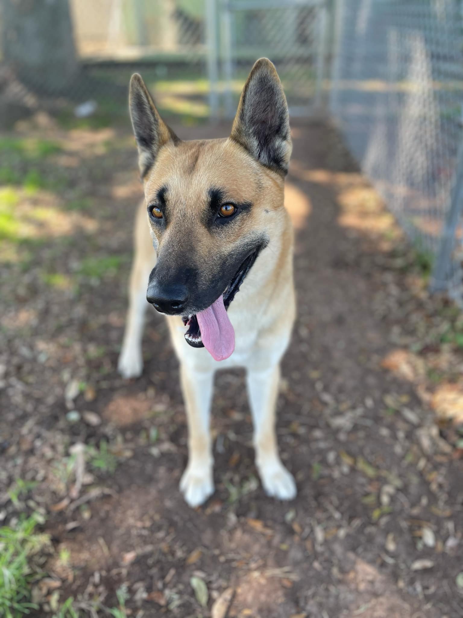 Dog for adoption Ghost, a German Shepherd Dog in Moses Lake, WA