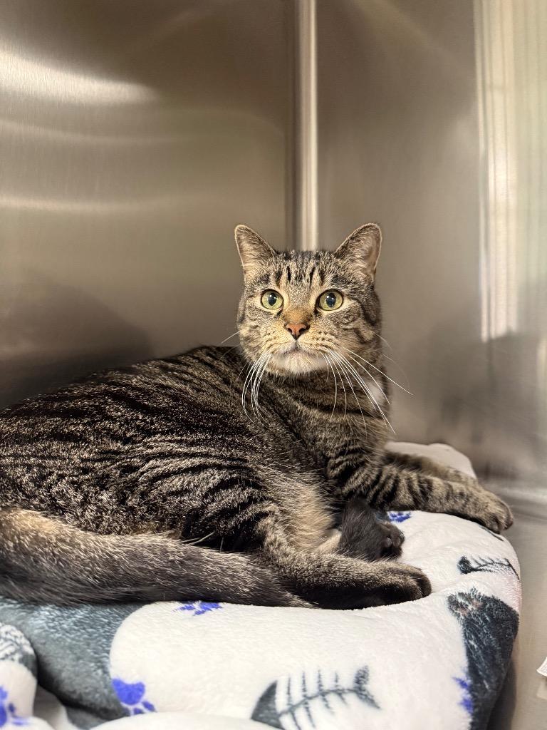 Jericho, Adoptable, Adult Male Domestic Short Hair.