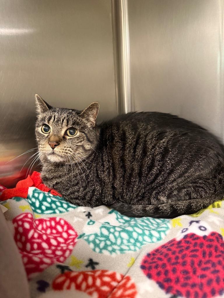 Jericho, Adoptable, Adult Male Domestic Short Hair.