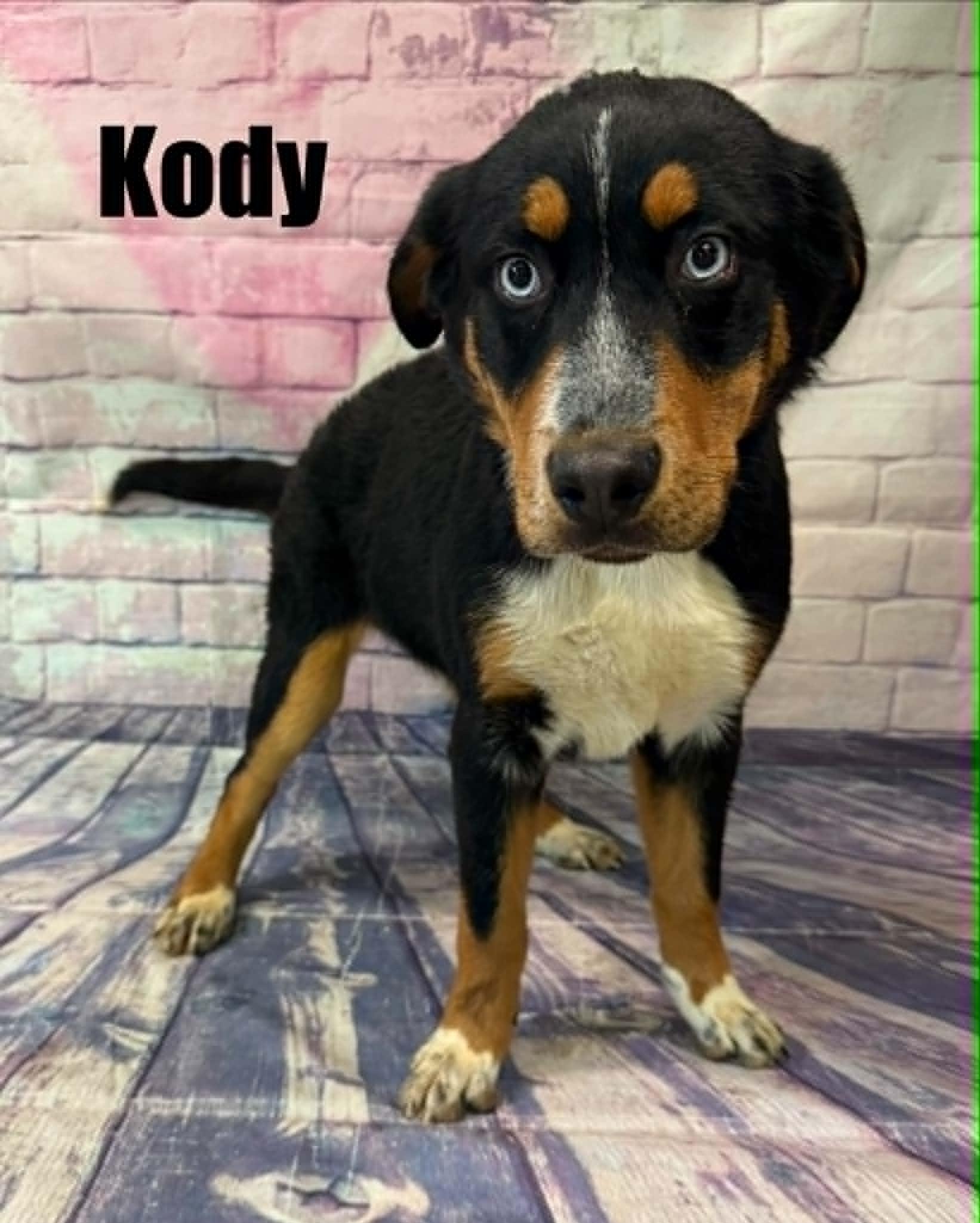 Enlarge Kody, an adoption pending mixed breed in Quincy, MI image 2/2