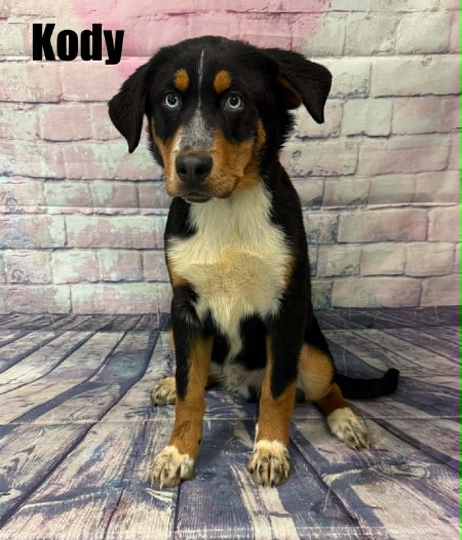 Enlarge Kody, an adoption pending mixed breed in Quincy, MI image 1/2