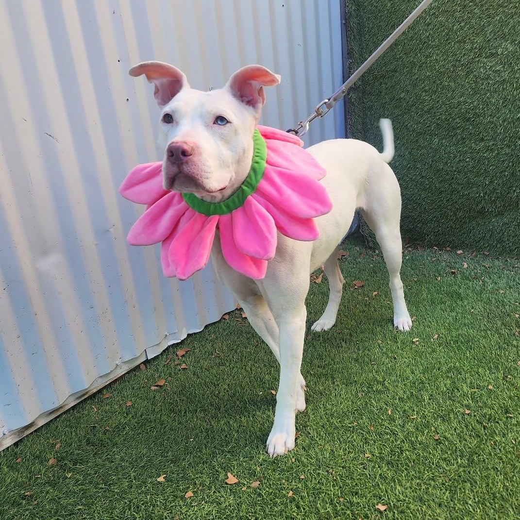 Sugar — thumbnail 3