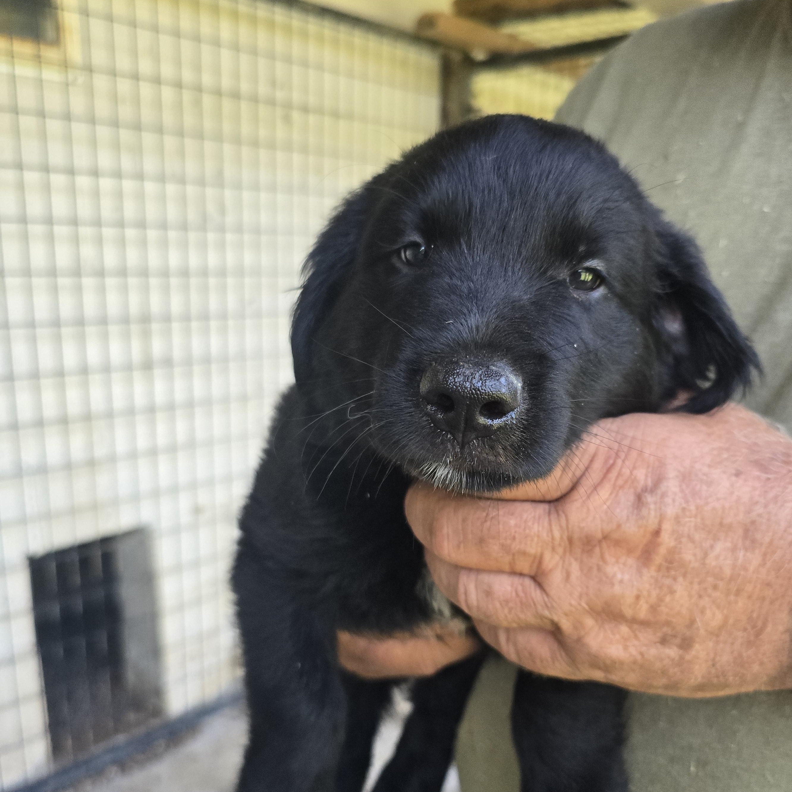 Trooper, Adoptable, Puppy Male Golden Retriever & Black Labrador Retriever.