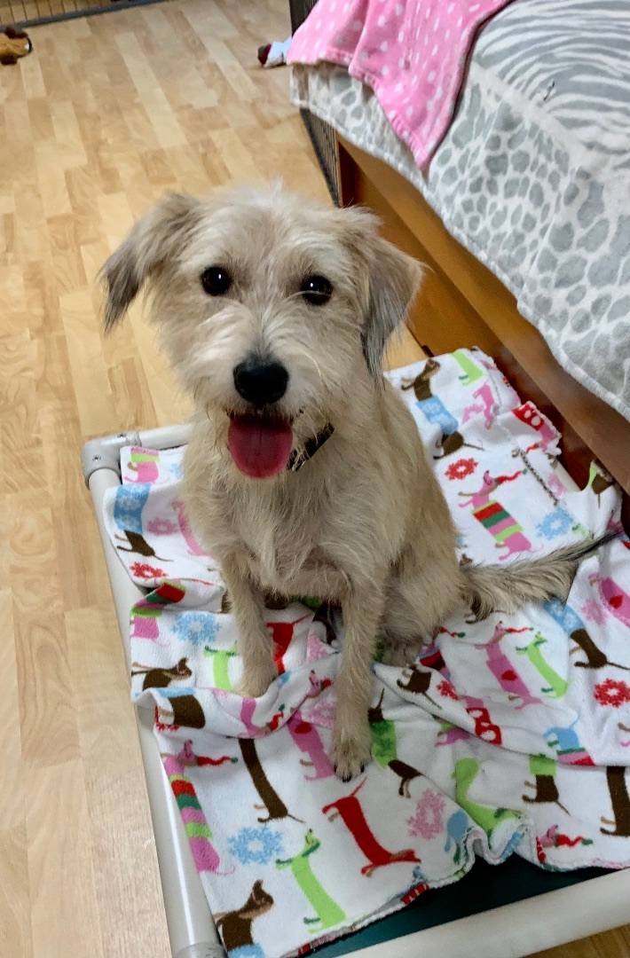 Taffy, Adopted, Young Female Wheaten Terrier & Welsh Terrier.