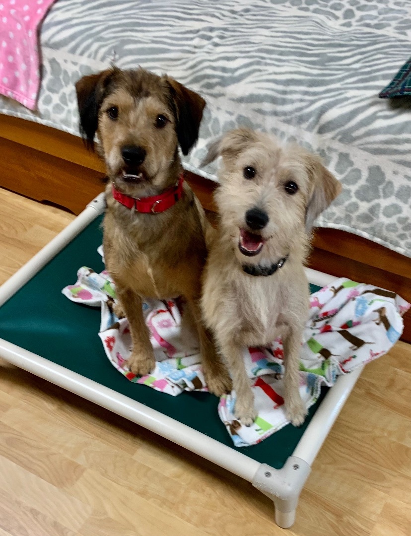 Enlarge Taffy, a Adopted mixed breed in Dawsonville, GA image 2/10