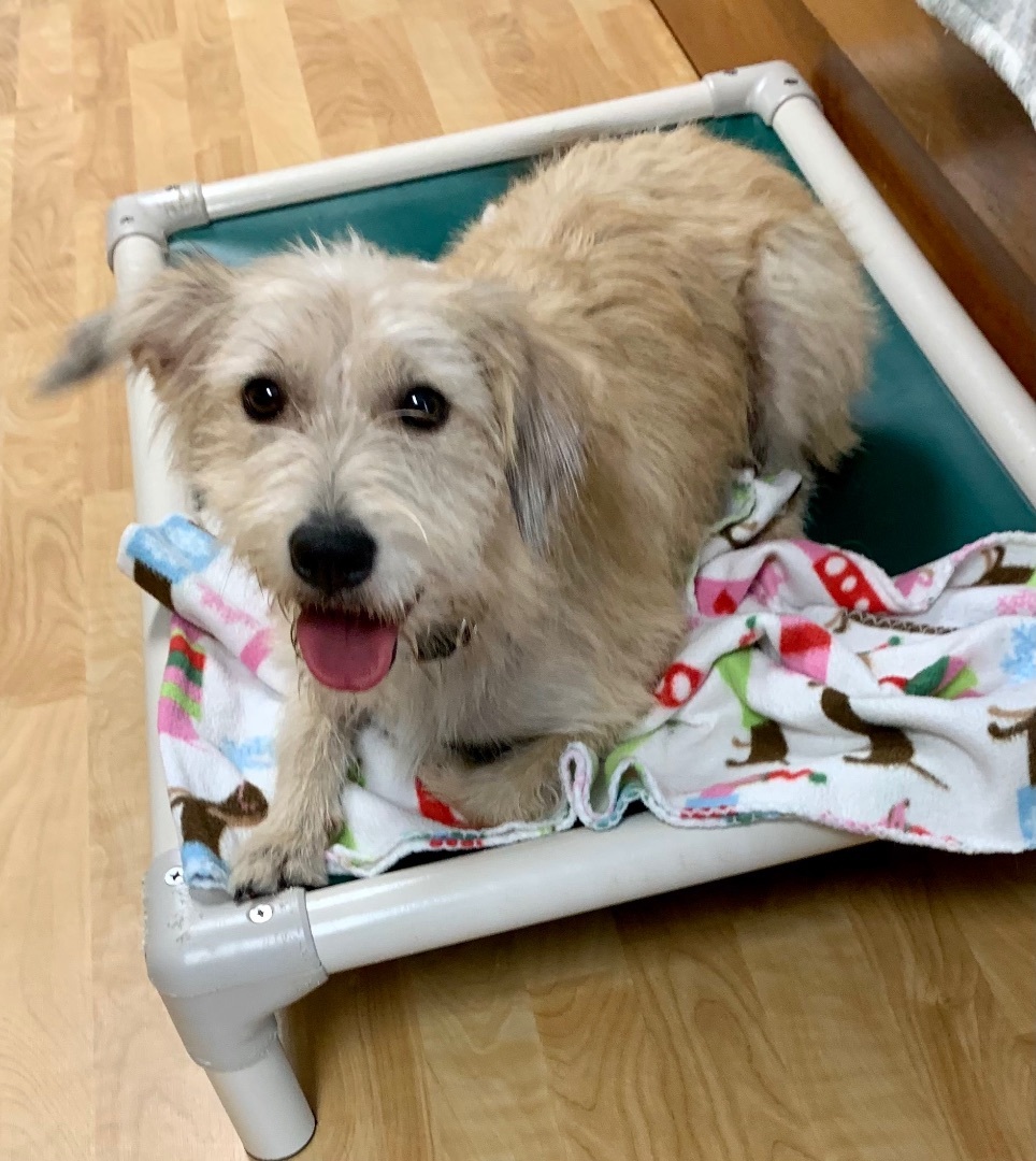 Enlarge Taffy, a Adopted mixed breed in Dawsonville, GA image 4/10