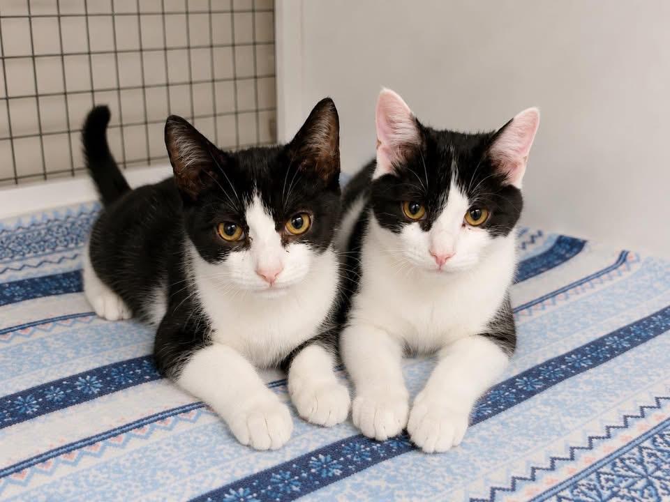 Amtrak, Adoptable, Kitten Male Domestic Short Hair.