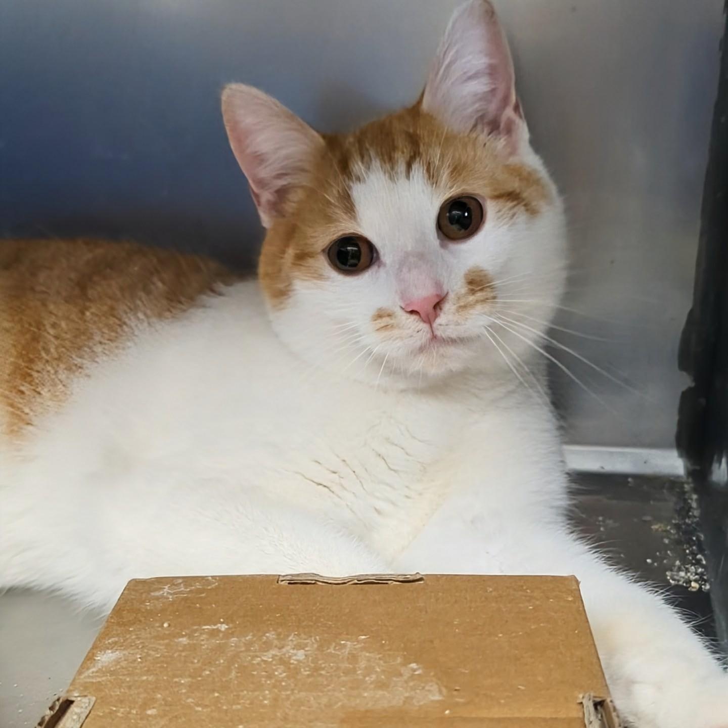 Enlarge Rocky- Bonded with Bullwinkle, an adopted Domestic Short Hair in West Jefferson, OH image 2/6