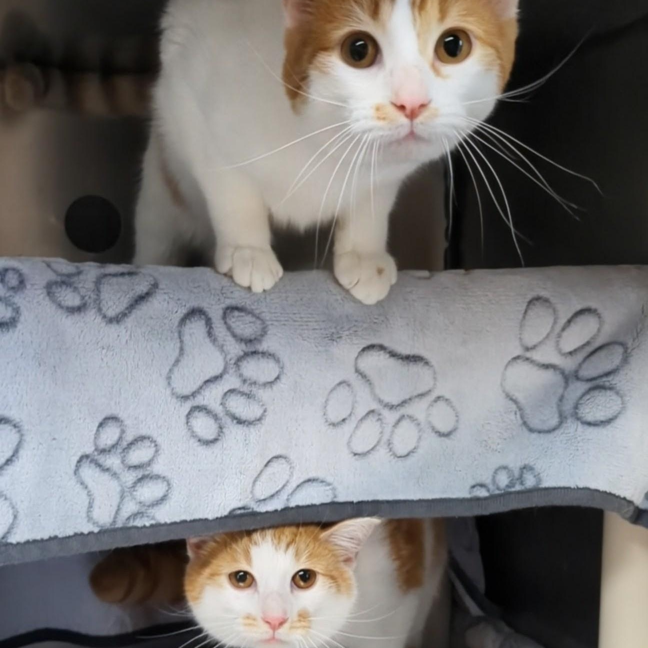 Enlarge Rocky- Bonded with Bullwinkle, an adopted Domestic Short Hair in West Jefferson, OH image 6/6
