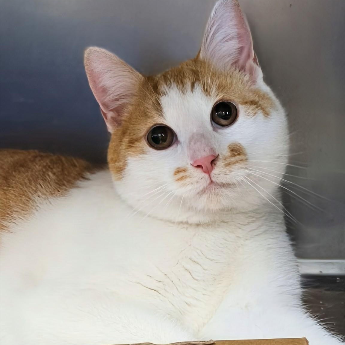 Enlarge Rocky- Bonded with Bullwinkle, an adopted Domestic Short Hair in West Jefferson, OH image 4/6