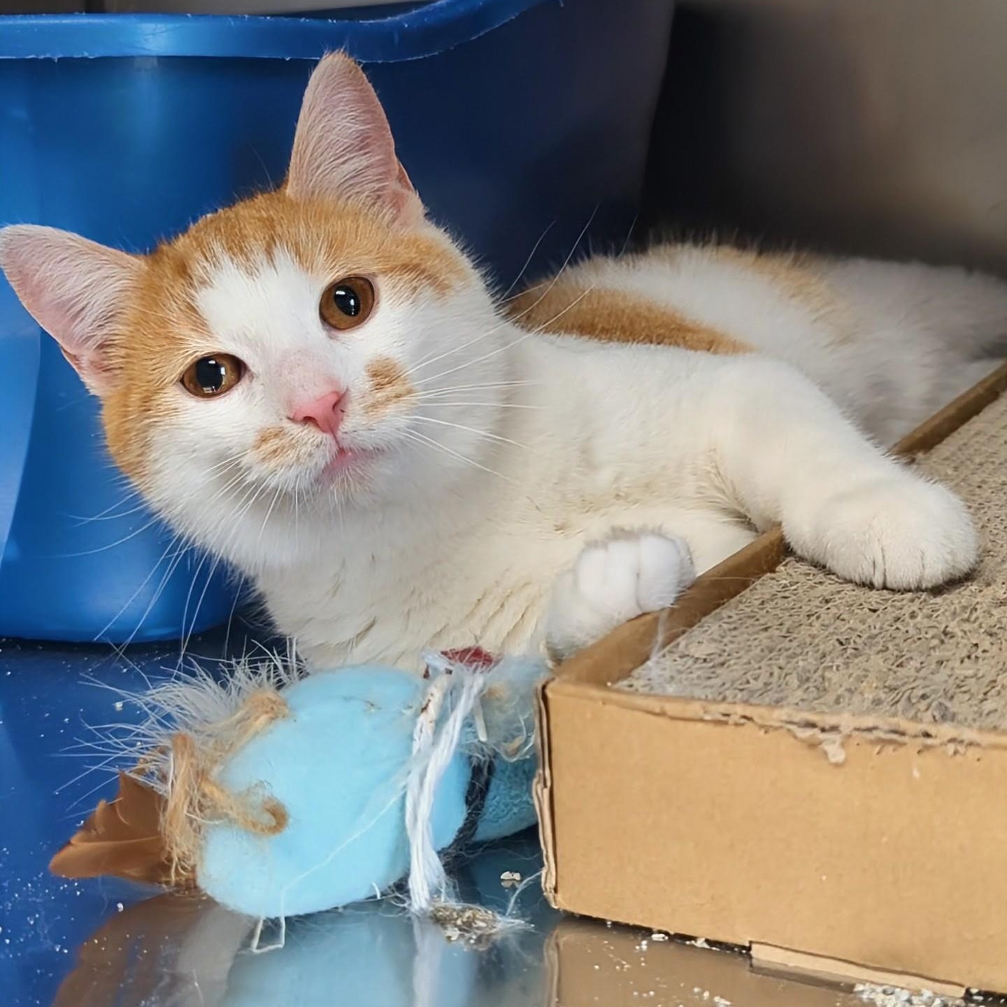 Rocky- Bonded with Bullwinkle, adopted, Young Male Domestic Short Hair.