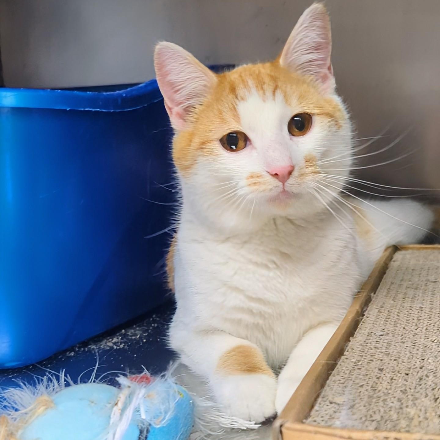 Enlarge Rocky- Bonded with Bullwinkle, an adopted Domestic Short Hair in West Jefferson, OH image 3/6