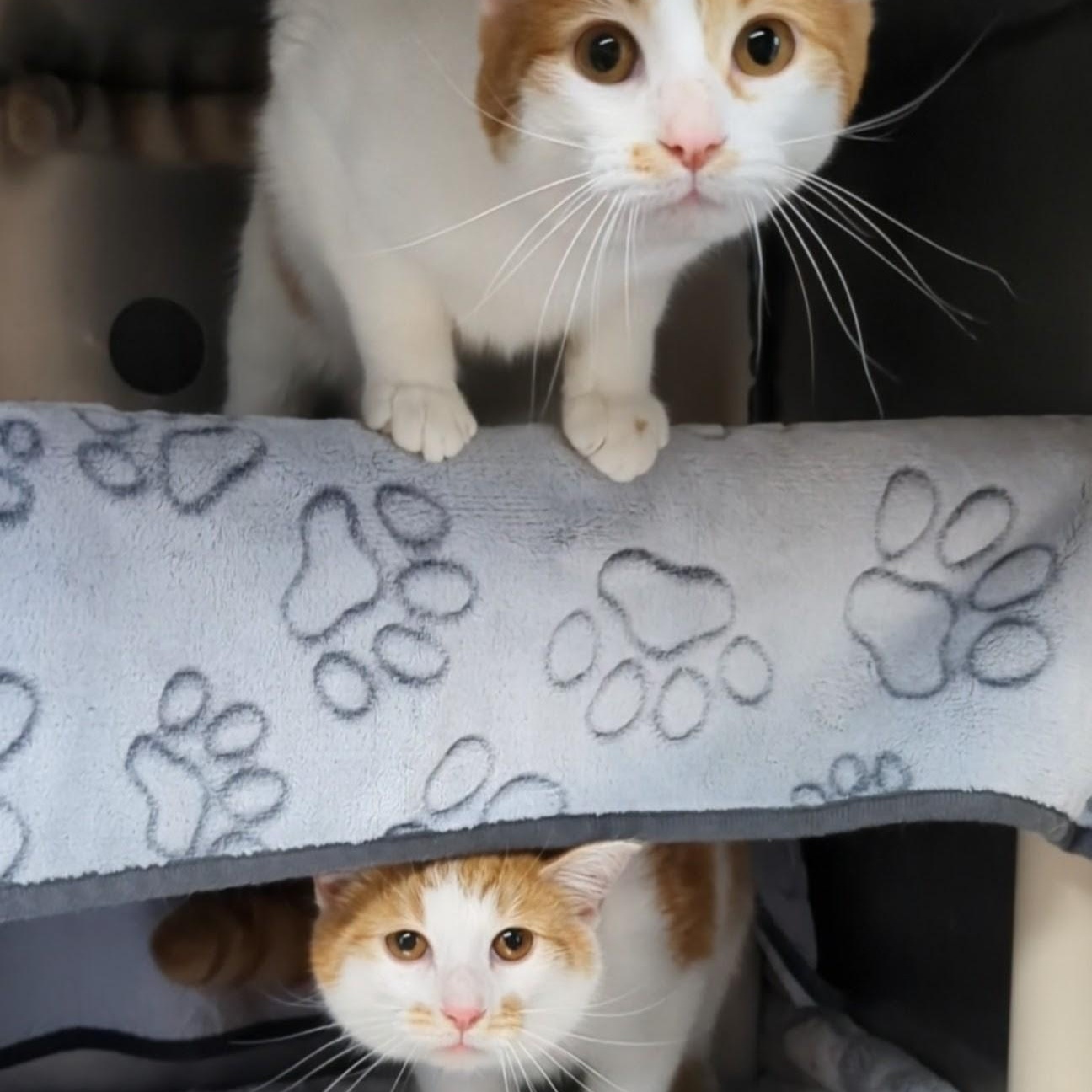 Enlarge Rocky- Bonded with Bullwinkle, an adopted Domestic Short Hair in West Jefferson, OH image 5/6