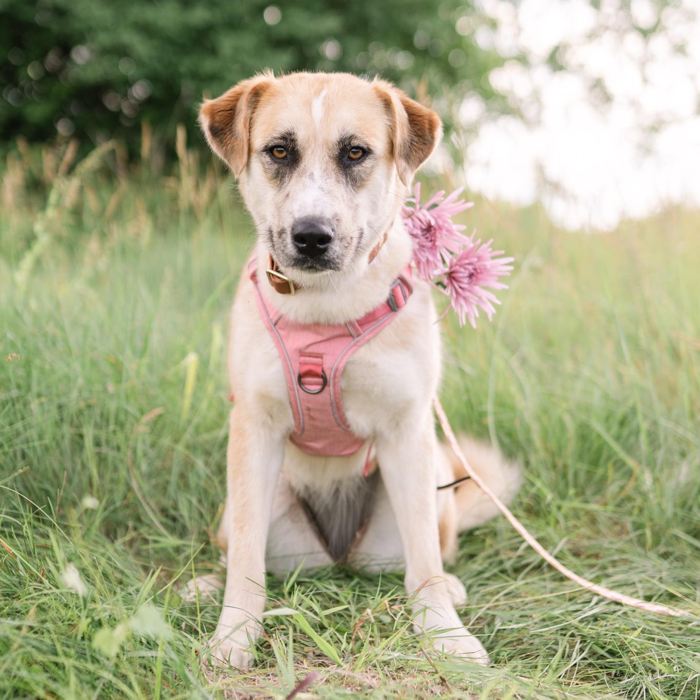 Arden, a ADOPTABLE mixed breed in Spring hill, TN image 1/6
