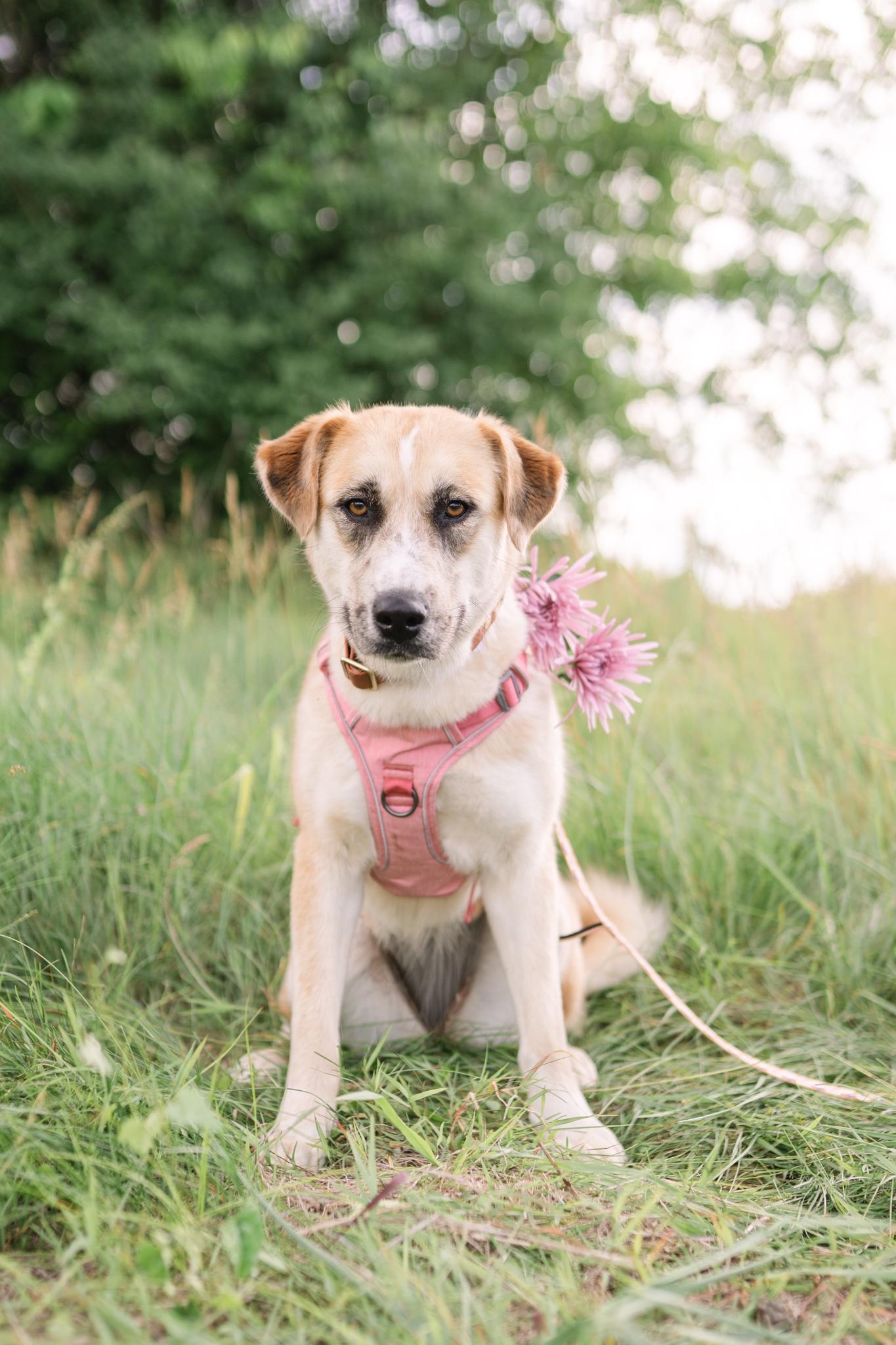Arden, a ADOPTABLE mixed breed in Spring hill, TN image 1/6
