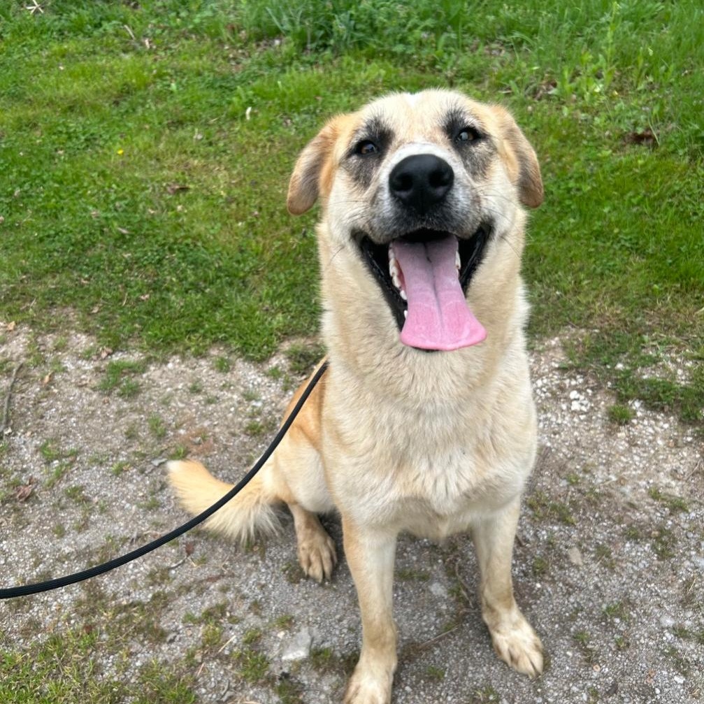Arden, a ADOPTABLE mixed breed in Spring hill, TN image 4/6
