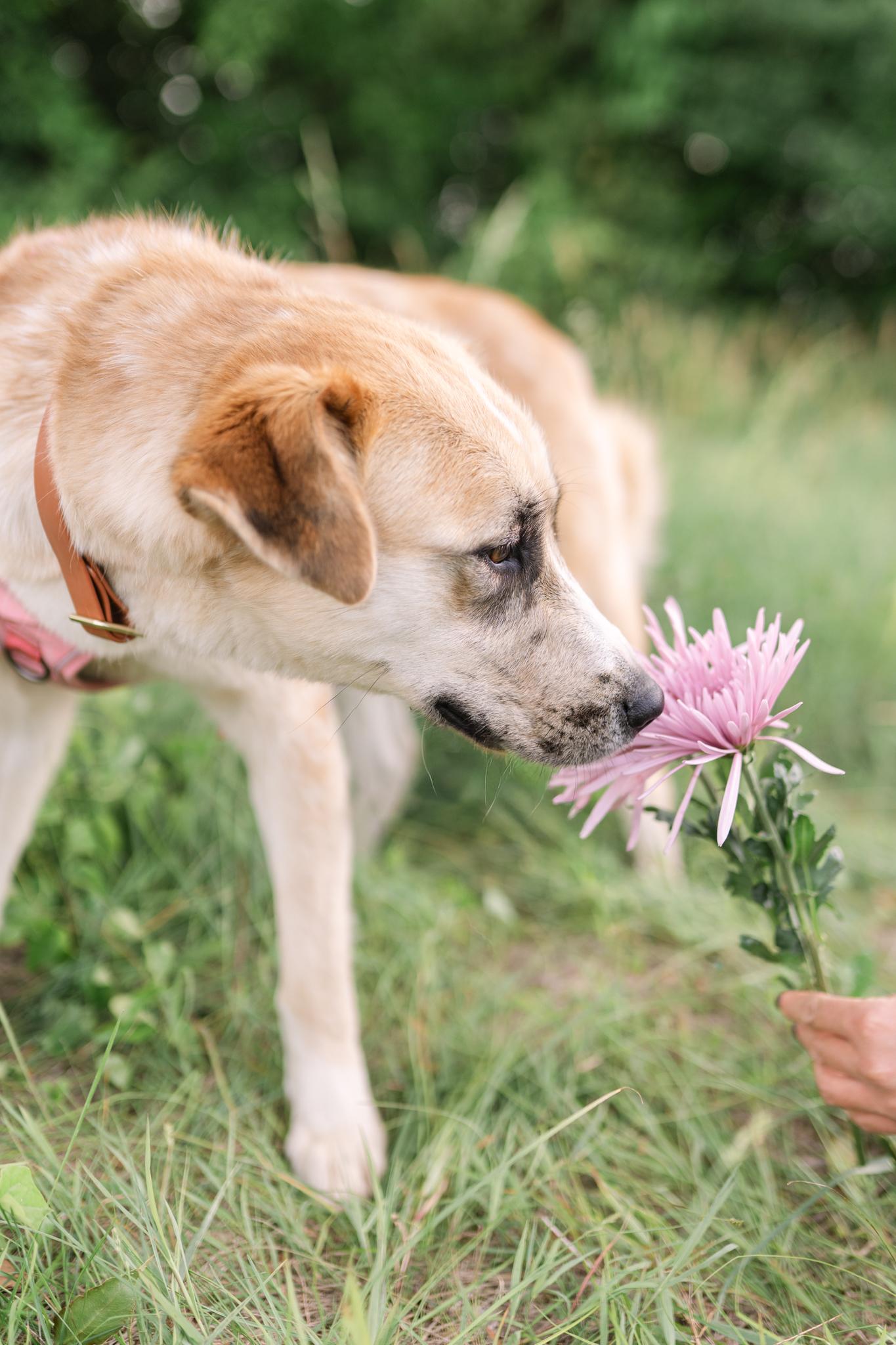 Arden, a ADOPTABLE mixed breed in Spring hill, TN image 2/6