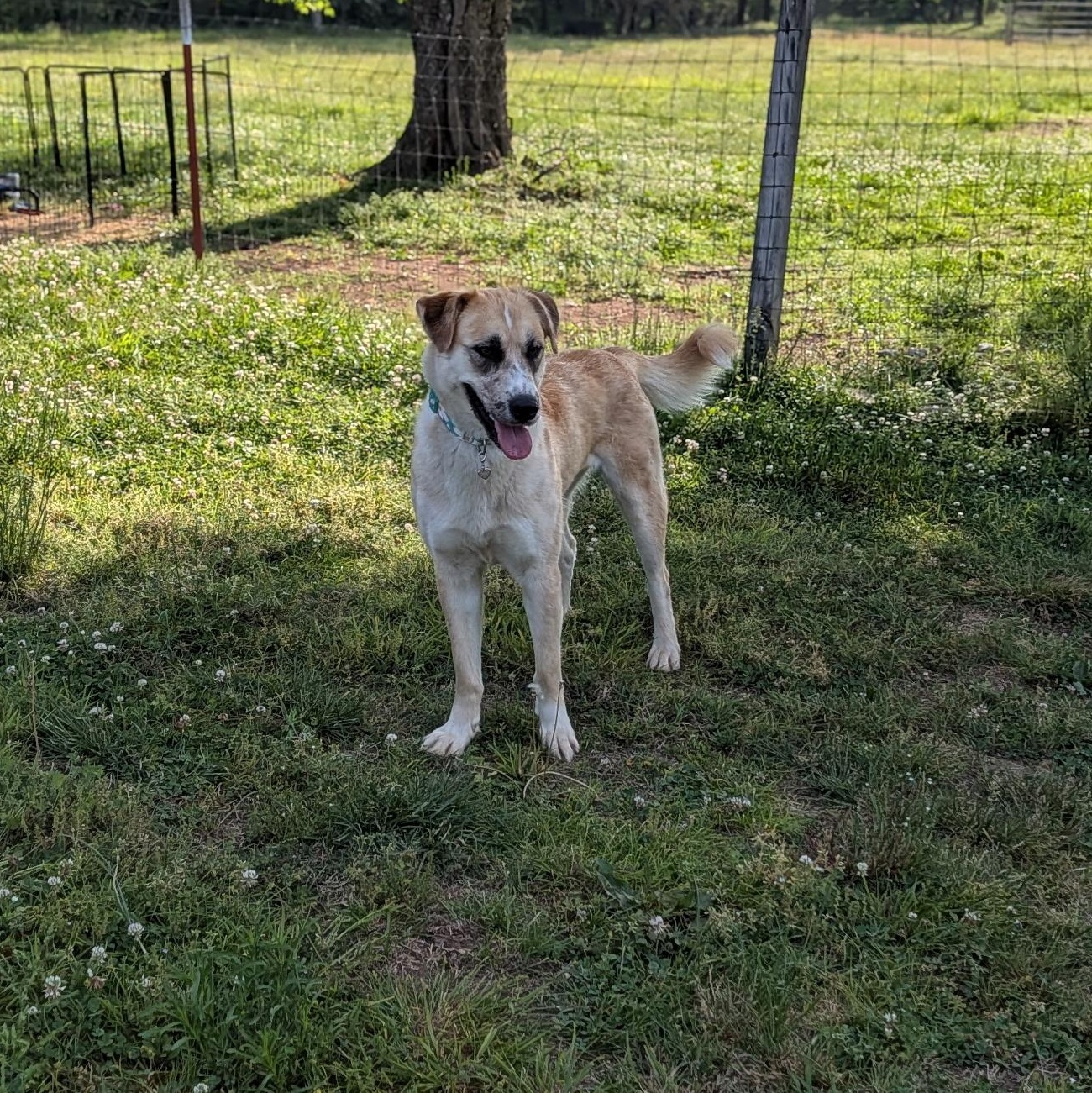 Arden, a ADOPTABLE mixed breed in Spring hill, TN image 6/6