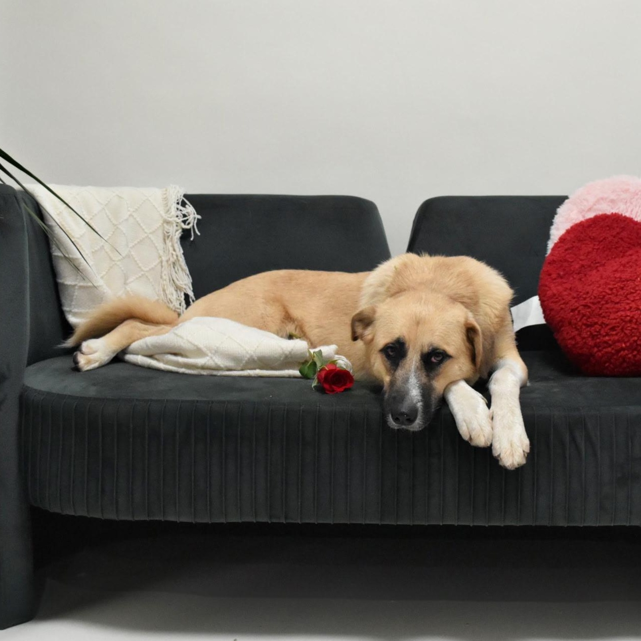 Arden, a ADOPTABLE mixed breed in Spring hill, TN image 6/6