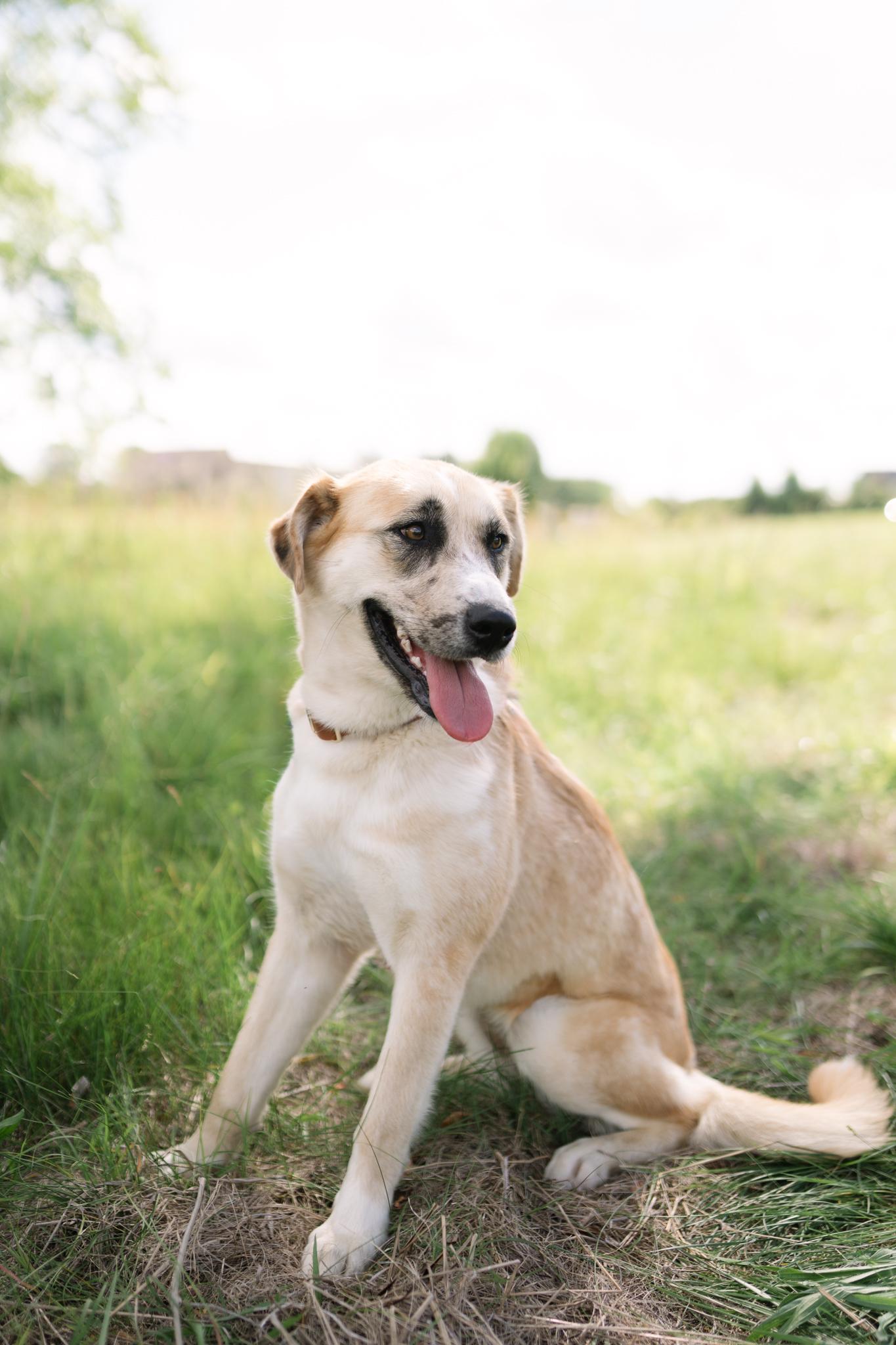 Arden, a ADOPTABLE mixed breed in Spring hill, TN image 3/6