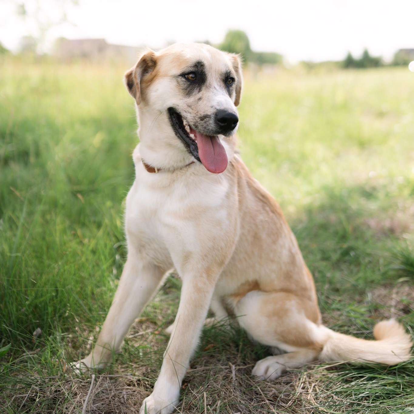 Arden, a ADOPTABLE mixed breed in Spring hill, TN image 3/6