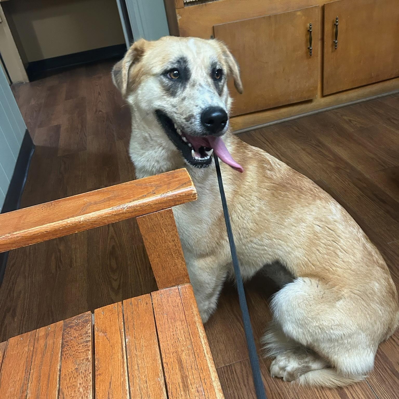 Arden, a ADOPTABLE mixed breed in Spring hill, TN image 5/6