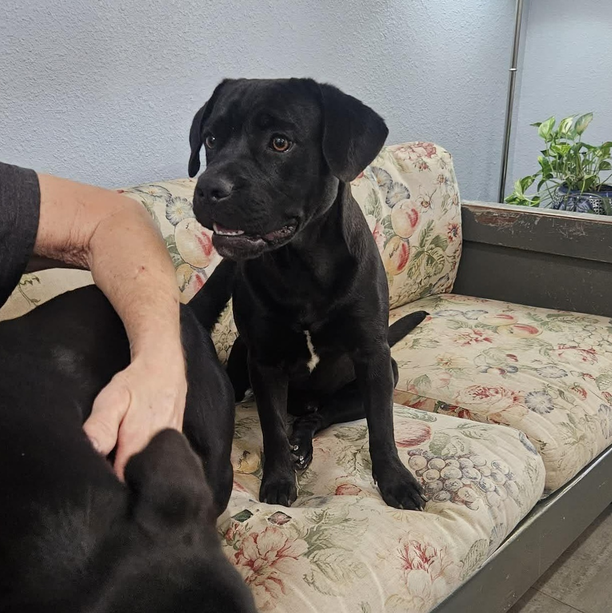 Enlarge Midnight, a ADOPTABLE mixed breed in Paramus, NJ image 3/6
