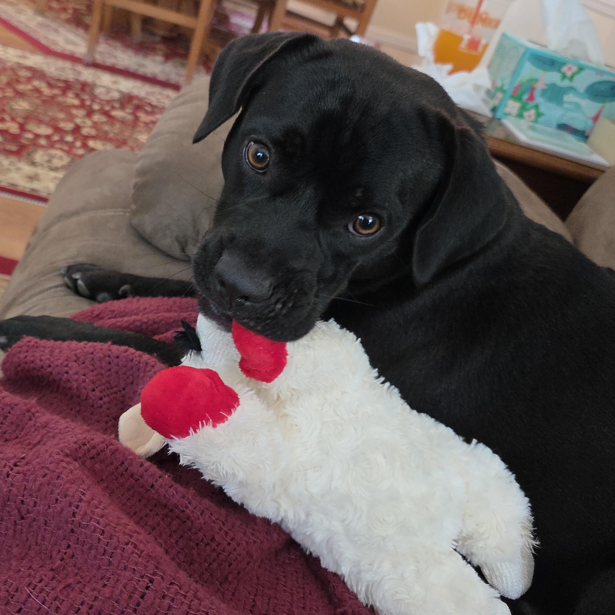 Midnight, ADOPTABLE, Puppy Male Mixed Breed.
