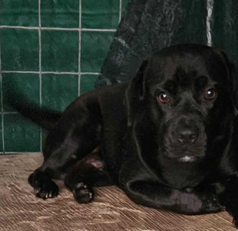 Enlarge Midnight, a ADOPTABLE mixed breed in Paramus, NJ image 1/6