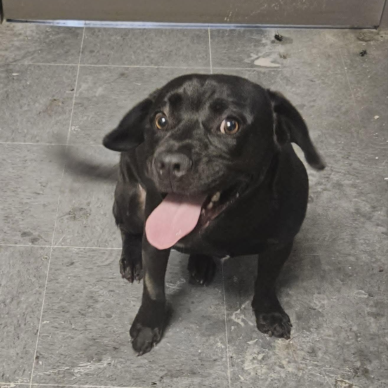 Midnight, ADOPTABLE, Puppy Male Mixed Breed.