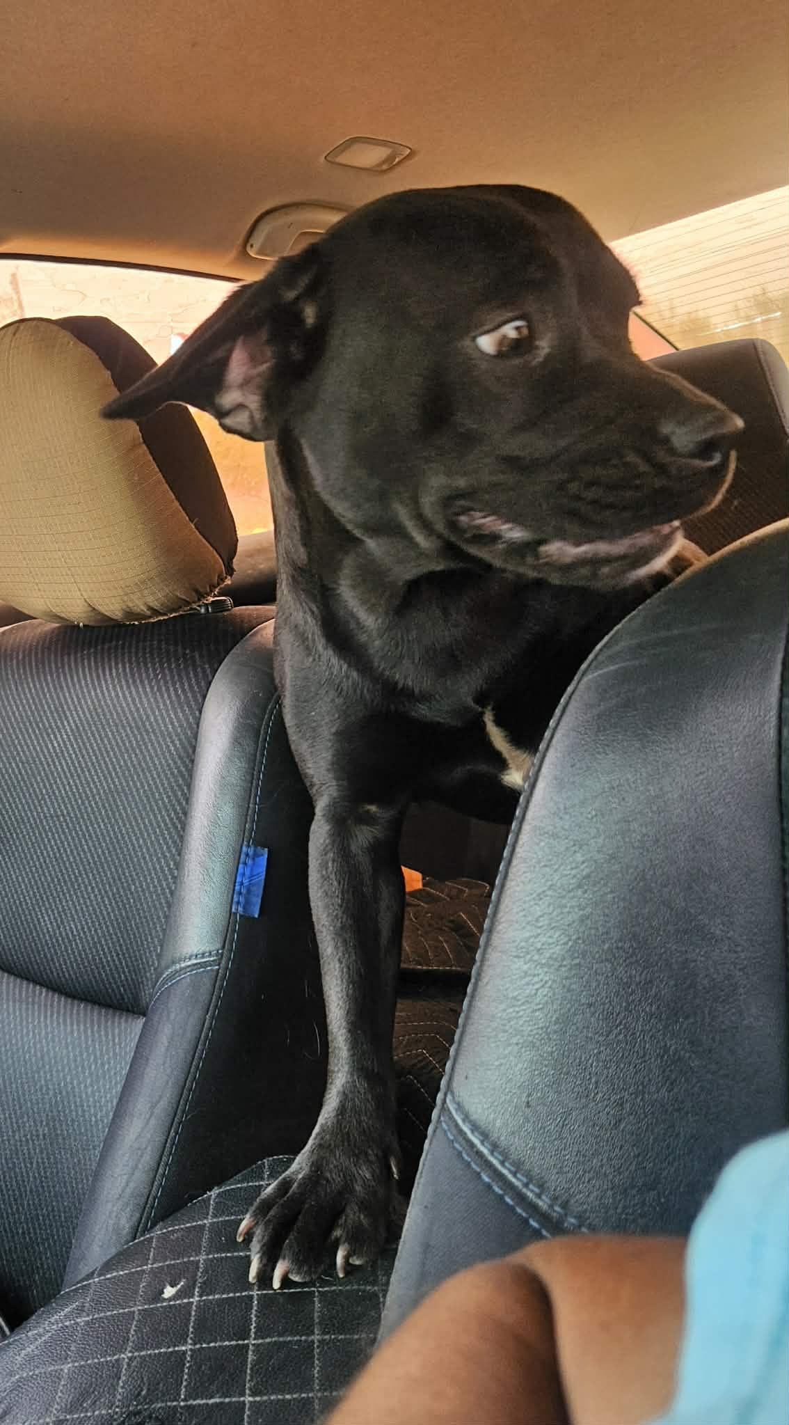 Enlarge Midnight, a ADOPTABLE mixed breed in Paramus, NJ image 5/6