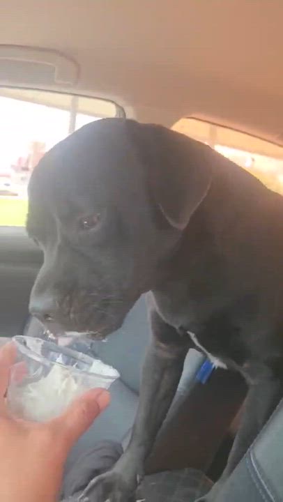 Enlarge Midnight, a ADOPTABLE mixed breed in Paramus, NJ video 3/6
