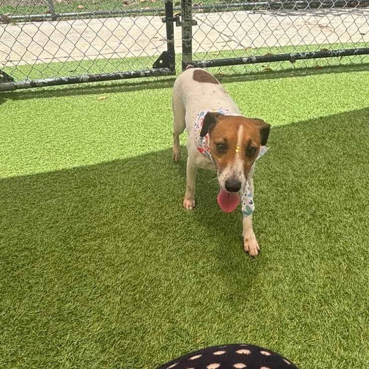 Enlarge Moana, a Adopted Rat Terrier in Lyndeborough, NH image 3/6