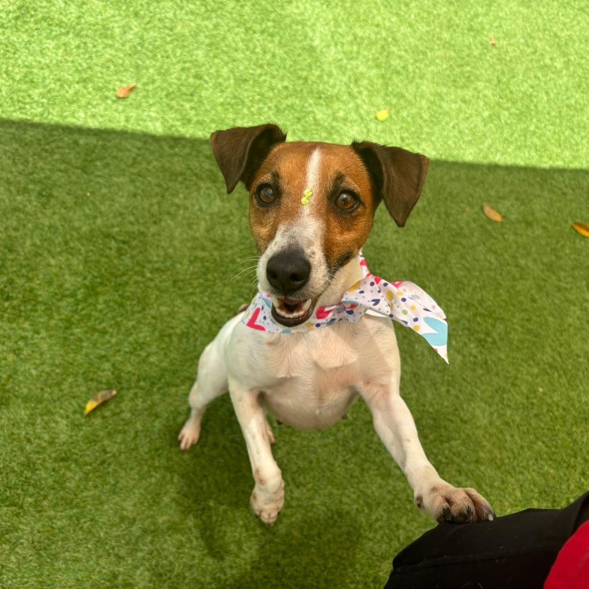 Enlarge Moana, a Adopted Rat Terrier in Lyndeborough, NH image 5/6