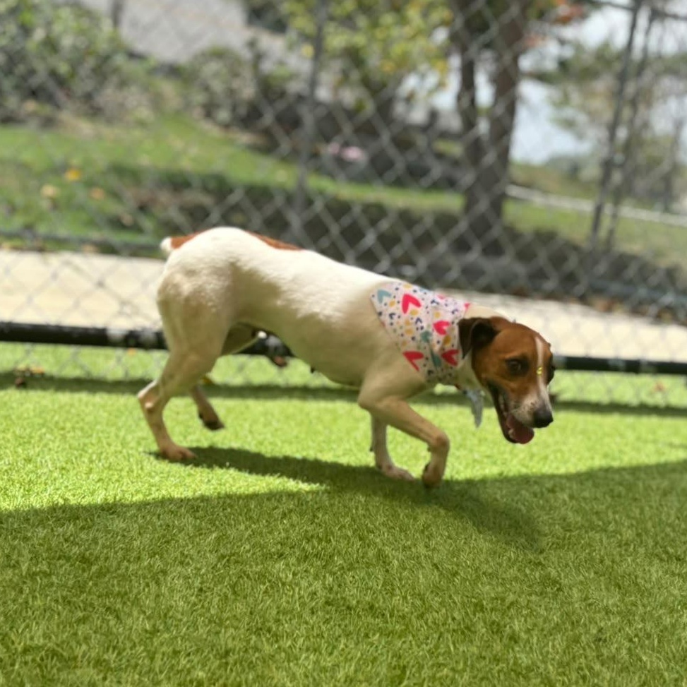 Enlarge Moana, a Adopted Rat Terrier in Lyndeborough, NH image 2/6