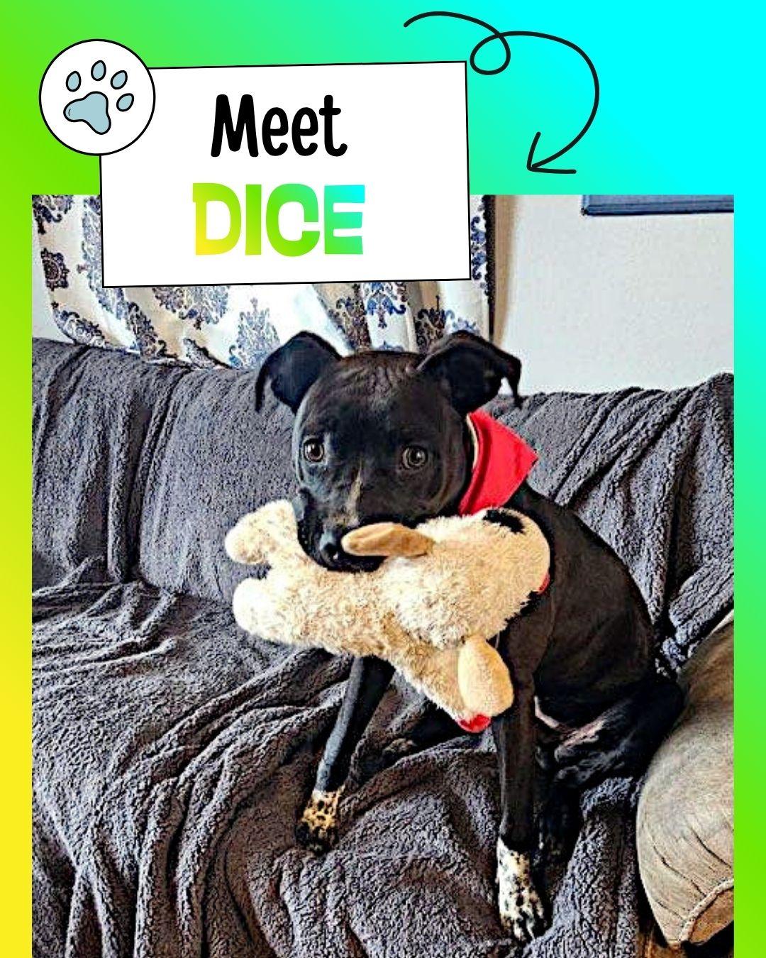 Enlarge Dice, a ADOPTABLE Pit Bull Terrier in Sulphur, KY image 1/3