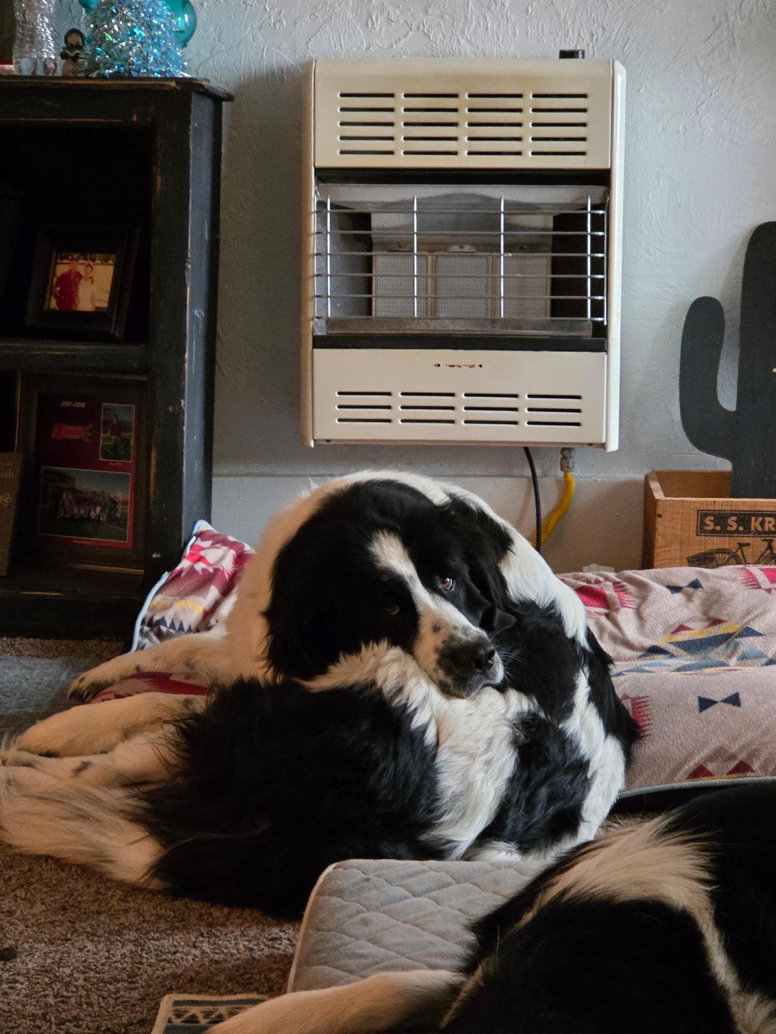 Darcy, a ADOPTABLE Newfoundland Dog in Wagoner, OK image 2/5