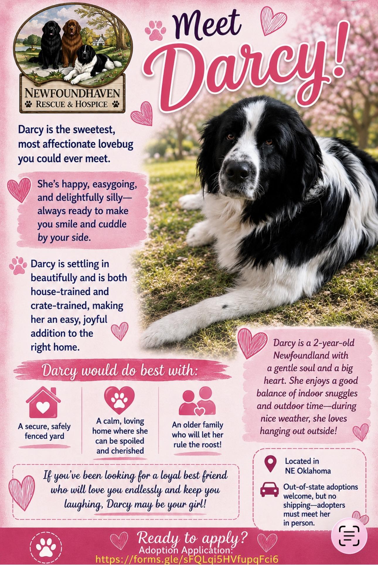 Darcy, a ADOPTABLE Newfoundland Dog in Wagoner, OK image 3/5