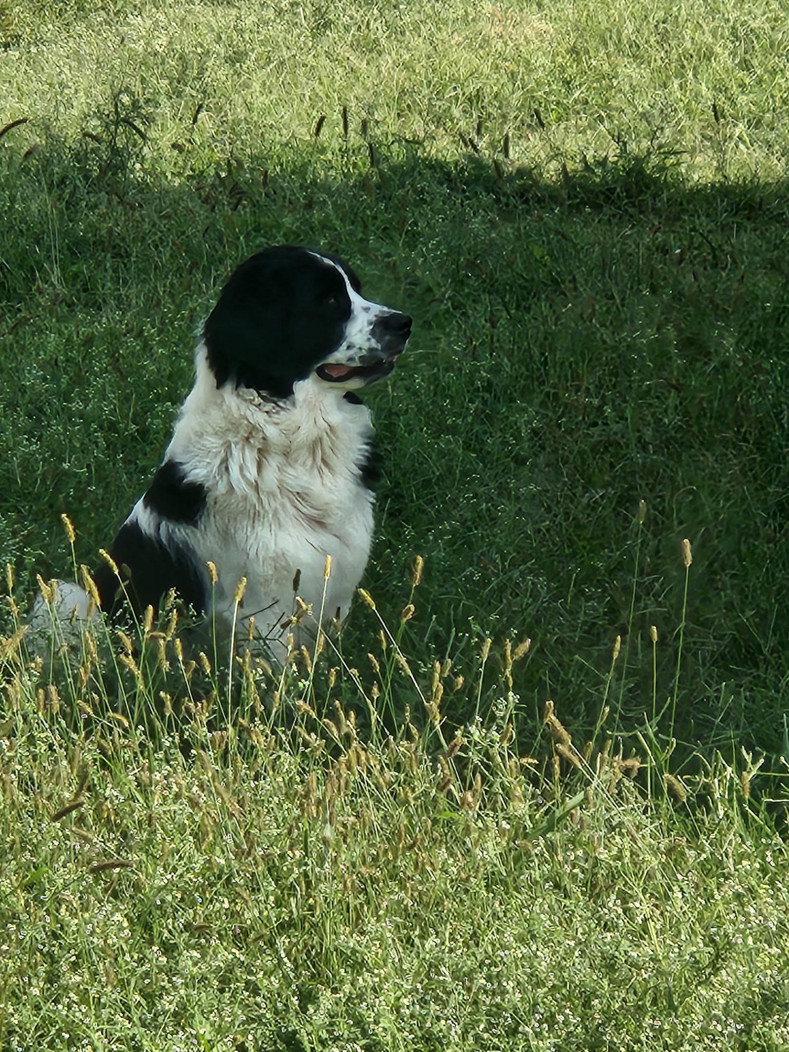Darcy, a ADOPTABLE Newfoundland Dog in Wagoner, OK image 5/5