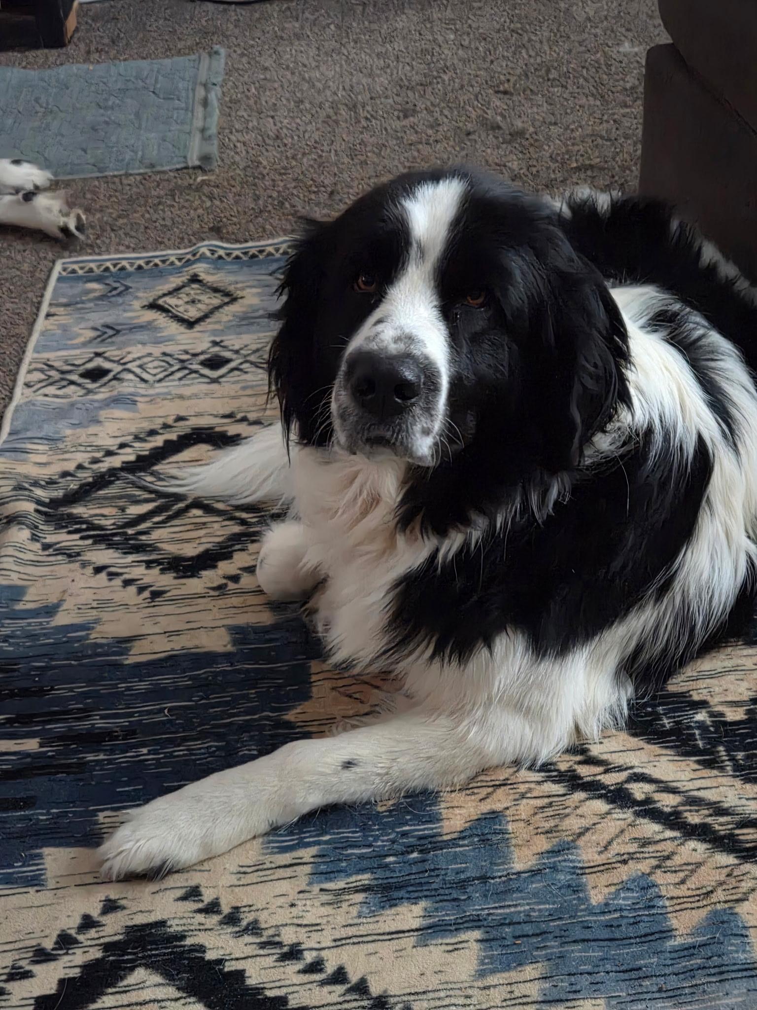 Darcy, ADOPTABLE, Young Female Newfoundland Dog.
