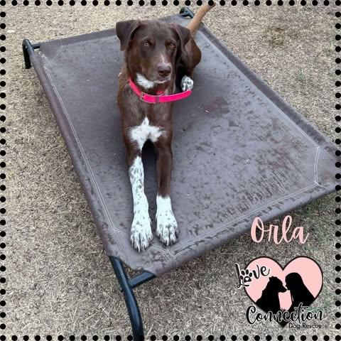 Enlarge Orla, a Adoptable mixed breed in Gilbert, AZ image 1/1