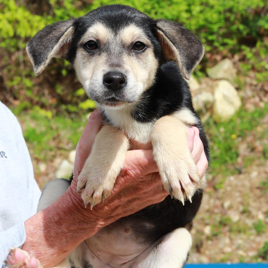 Enlarge CT Mimi, a Adoptable mixed breed in Eastford, CT image 2/3