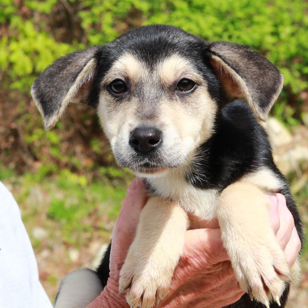 Enlarge CT Mimi, a Adoptable mixed breed in Eastford, CT image 3/3
