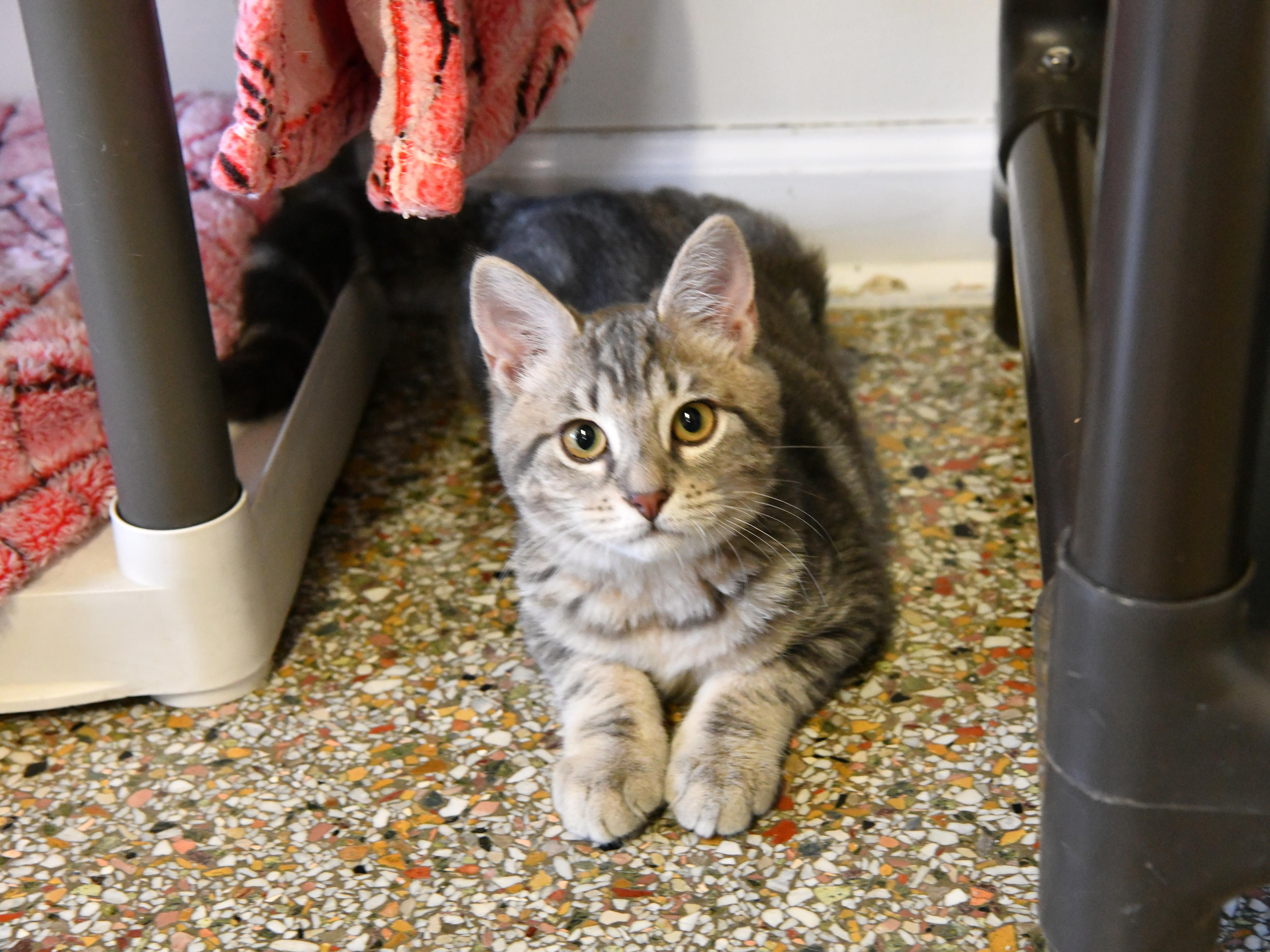 Conway, adopted, Kitten Male Domestic Short Hair.