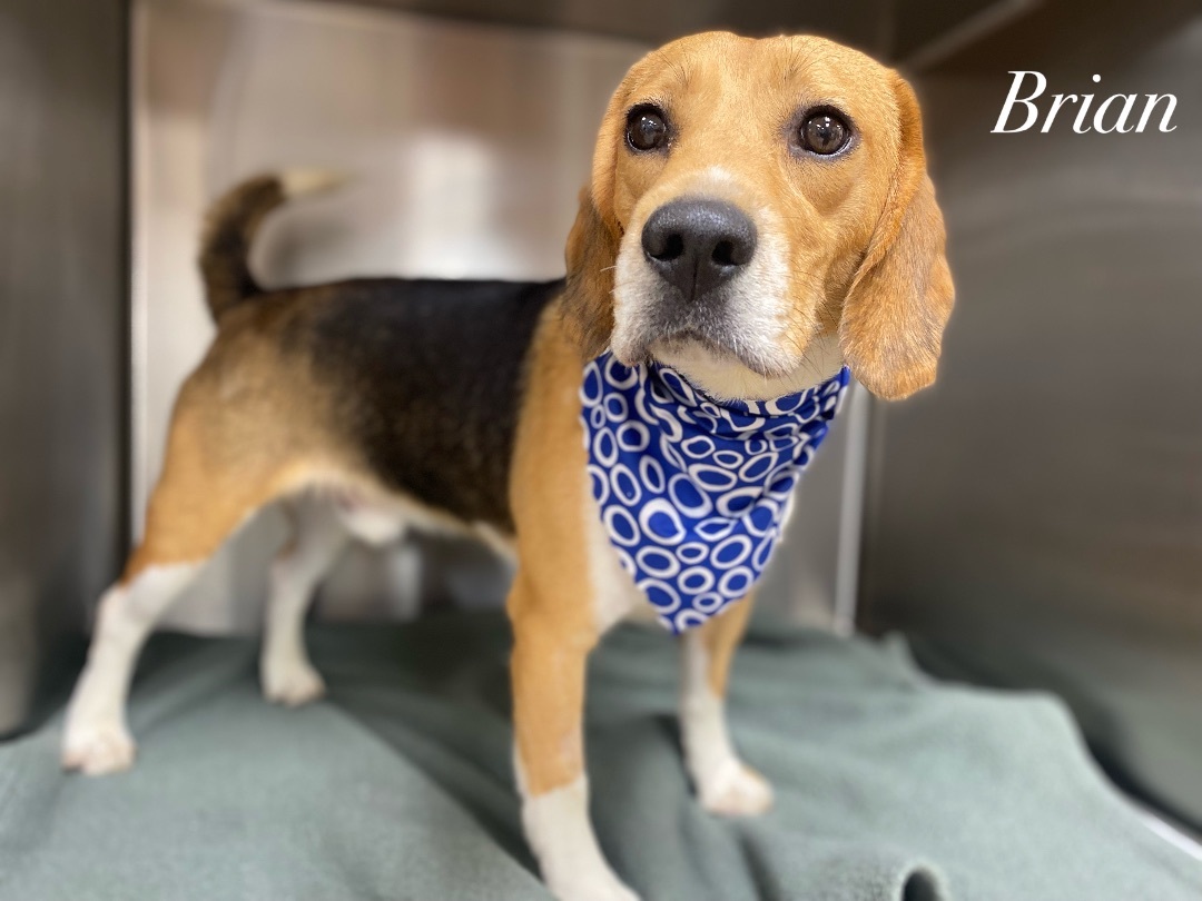 Brian, Adopted, Adult Male Beagle.