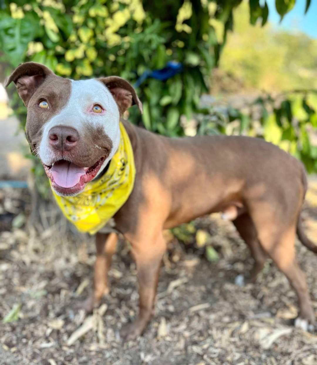 Enlarge Noah!!, a Adoptable mixed breed in Rocklin , CA image 12/16