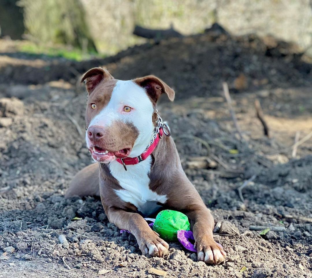 Enlarge Noah!!, a Adoptable mixed breed in Rocklin , CA image 15/16