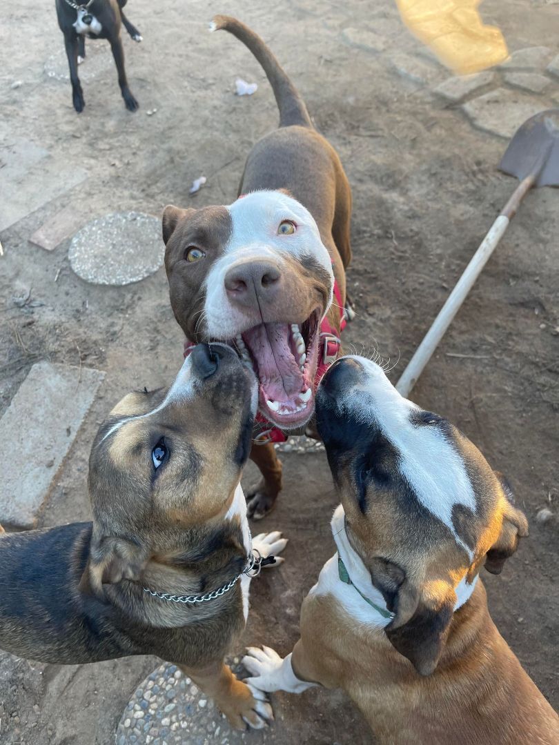 Enlarge Noah!!, a Adoptable mixed breed in Rocklin , CA image 14/16