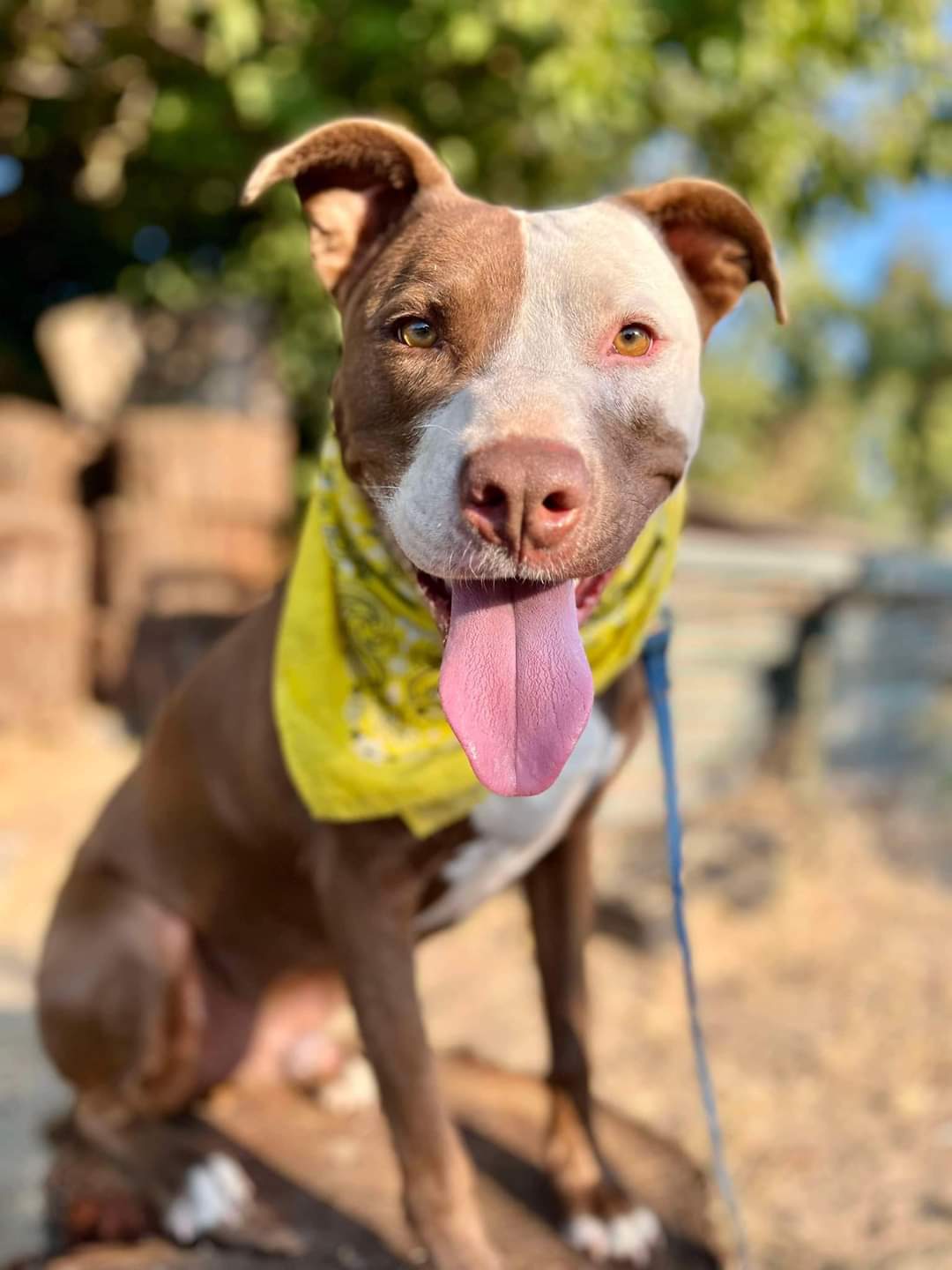 Noah!!, a Adoptable mixed breed in Rocklin , CA image 1/16