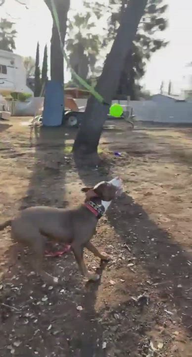 Enlarge Noah!!, a Adoptable mixed breed in Rocklin , CA video 16/16